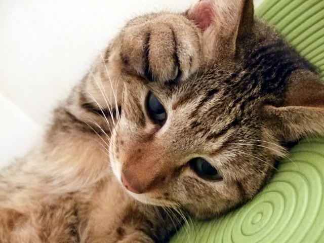 猫についての疑問あれこれ！