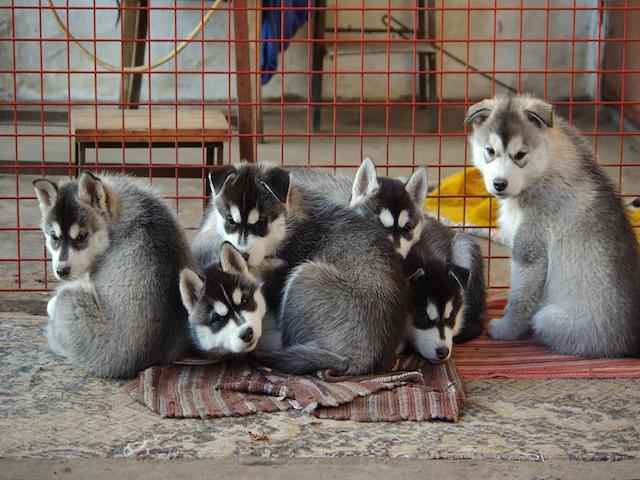 子犬のお世話は大変だけど…。