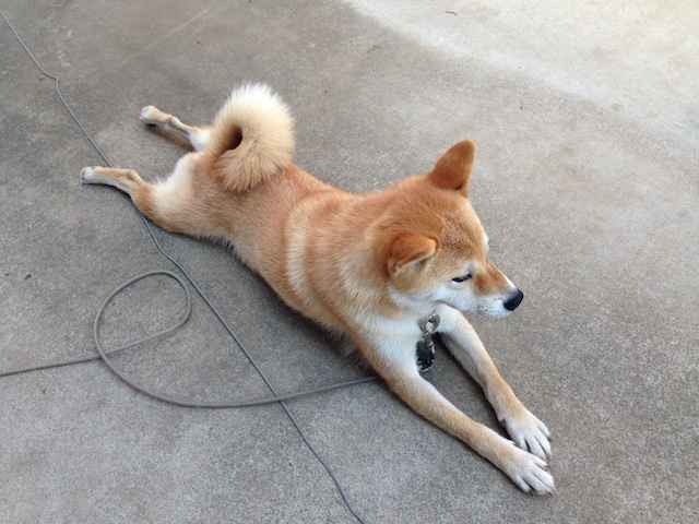 犬の暑さ対策（お留守番）！