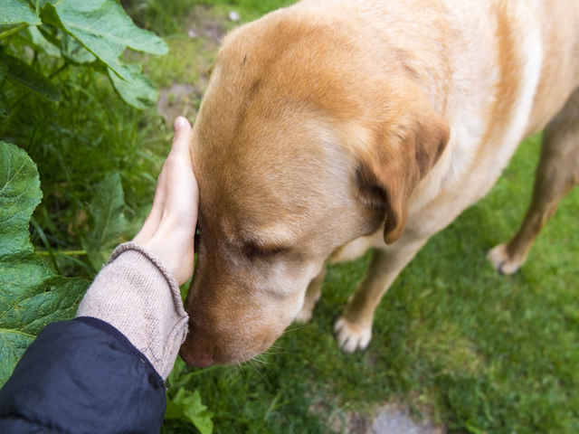 犬の臭覚による社会貢献！