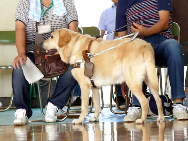 盲導犬の育ての親に