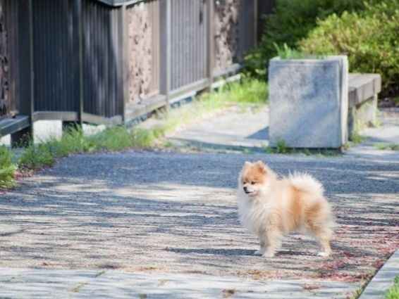 もしもペットが迷子になったら！！