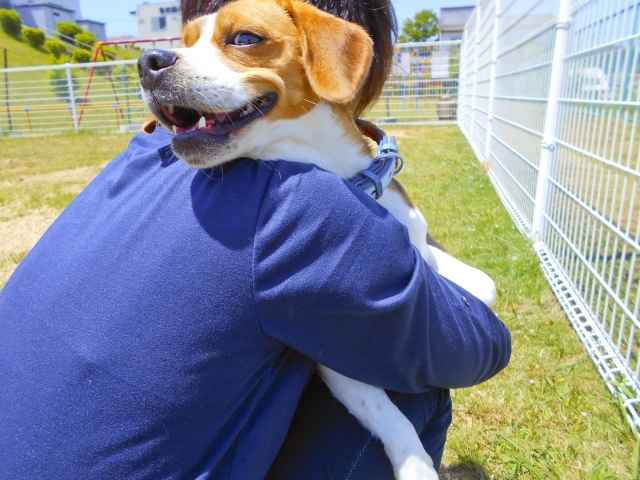 犬アレルギーだけど犬を飼える？　原因と症状、対処法を解説