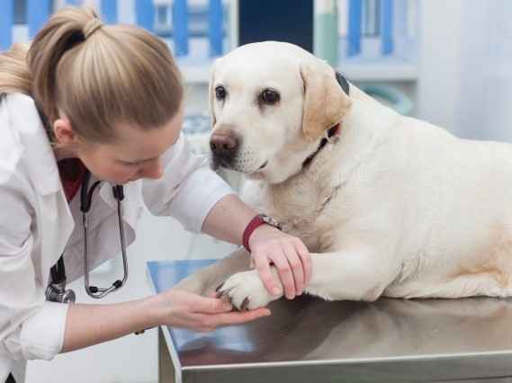 知っておくと便利！愛犬の爪切りのコツ