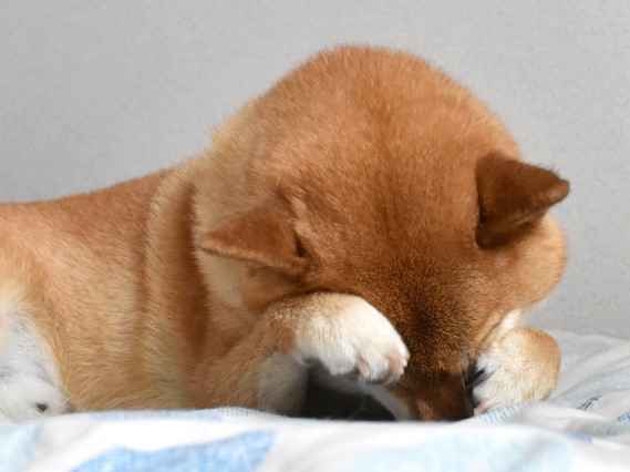 犬も花粉症？！症状と対策を解説します