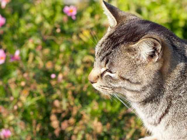 実は甘くみてはいけない猫のマダニ