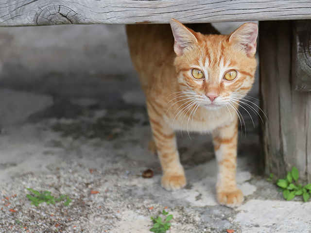 「新しく猫を迎え入れたい！」保護猫を幸せに。