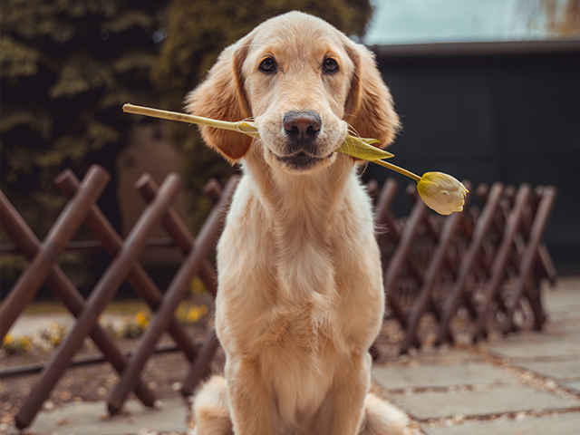 老犬は何歳から？