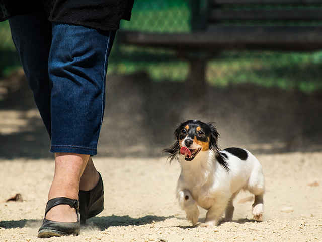 ペットの熱中症は人間よりもリスクが高い