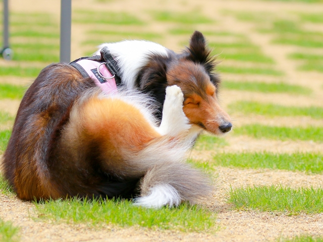 犬が体をかく様々な理由