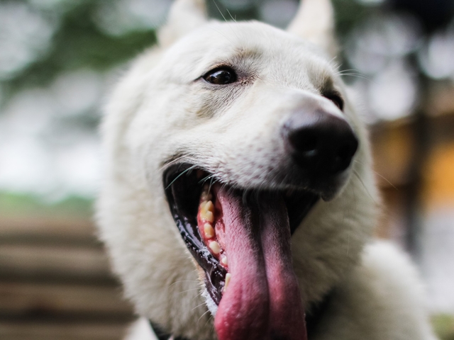 犬の過呼吸とその対処法