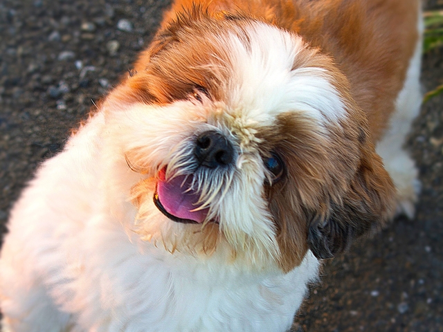 犬と「心が通じる」ための言葉づかい