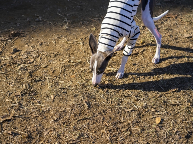 意外なアピールかも!? 犬が床のニオイをかぐ理由