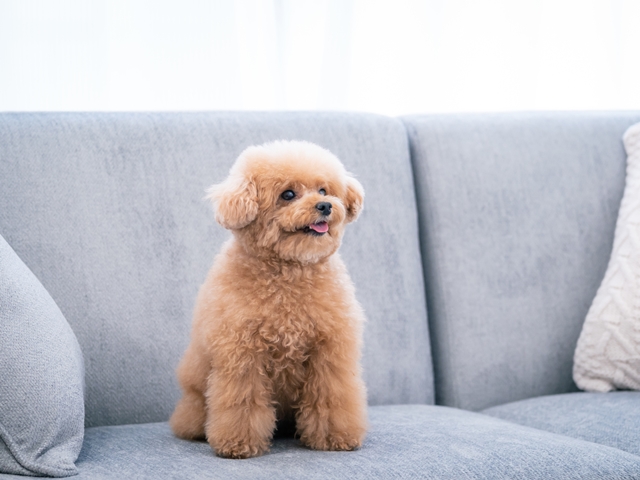 長生きを阻害する犬の“ロコモティブシンドローム”