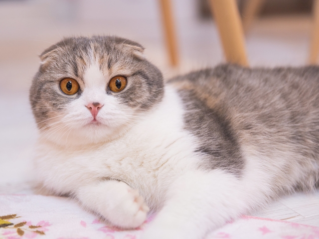 猫全員に『同じ可愛がり方』はNG？それぞれの子に合った方法の探し方4つ！