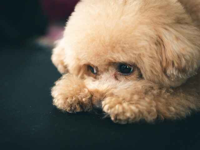 飼い主さんやモノに「あごのせで」くつろぐ犬たち　どんな気持ちなの？