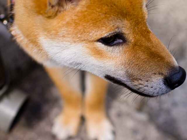 犬の専門病院ってどんなところ？　かかりつけ医との違いや疑問を解説