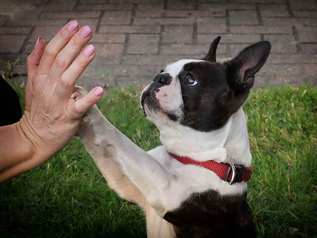 犬の見せるドヤ顔とその理由って？