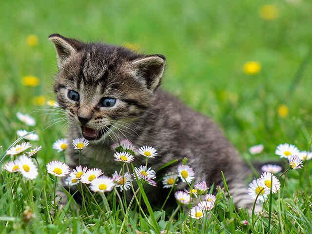 愛猫からどれくらい愛されてるか確認しよう