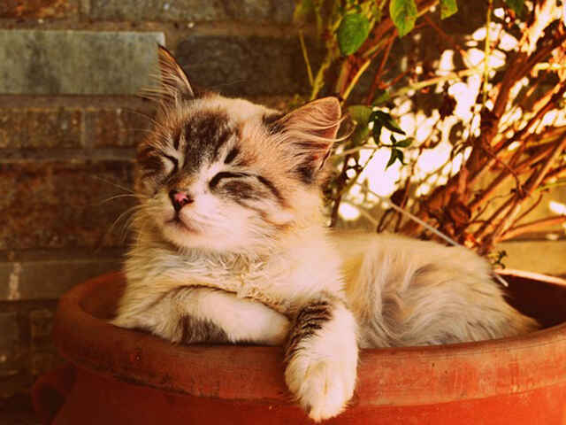 有名な猫の75種の魅力