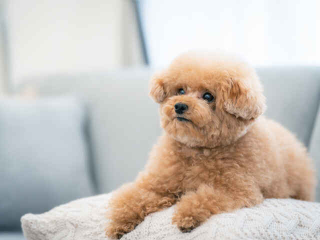 犬が散歩を嫌がる理由とは？