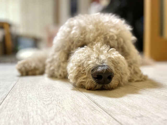 犬にも「食欲の秋」がある？