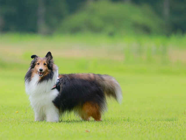 犬が秋冬にかかりやすい病気とは？