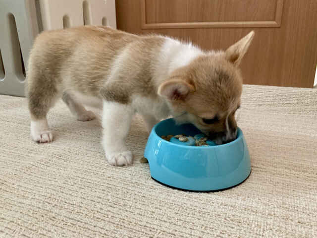 犬の食が細くなる理由とは？