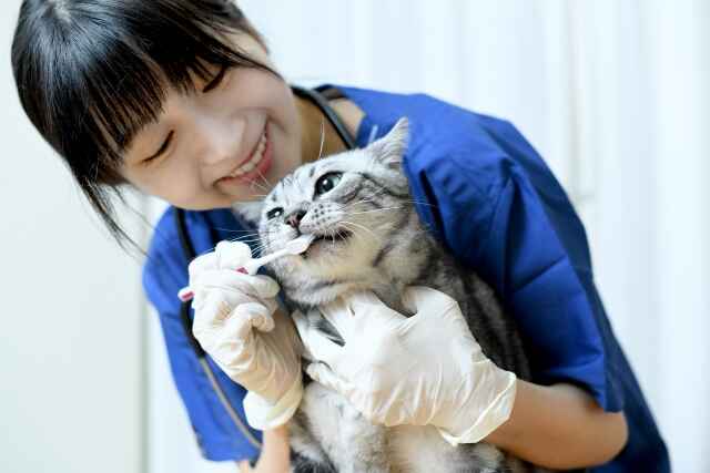 全身の健康にも悪影響！「猫の歯みがき」の重要性とは？