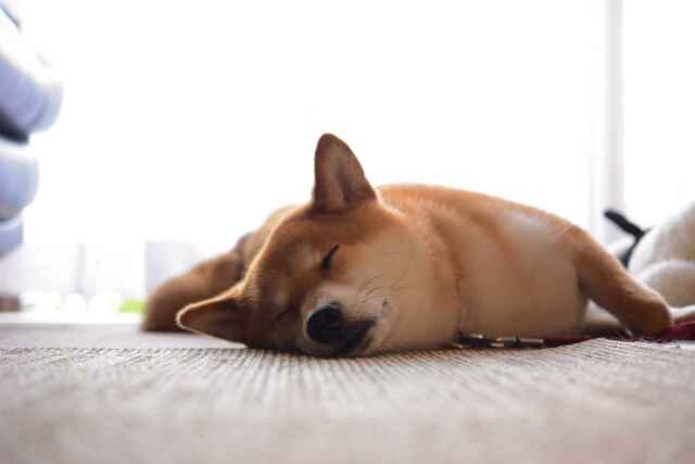 暑い夏は犬が「睡眠不足」になりやすい？