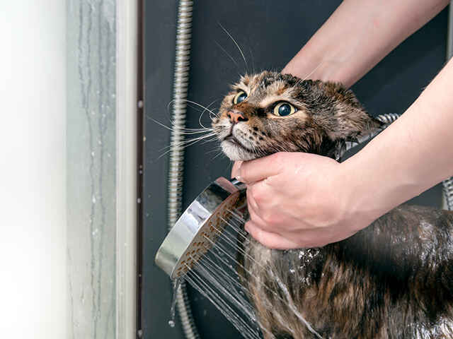 猫が嫌がってシャンプーできない場合