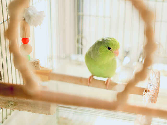 放鳥するときの注意ポイントは？