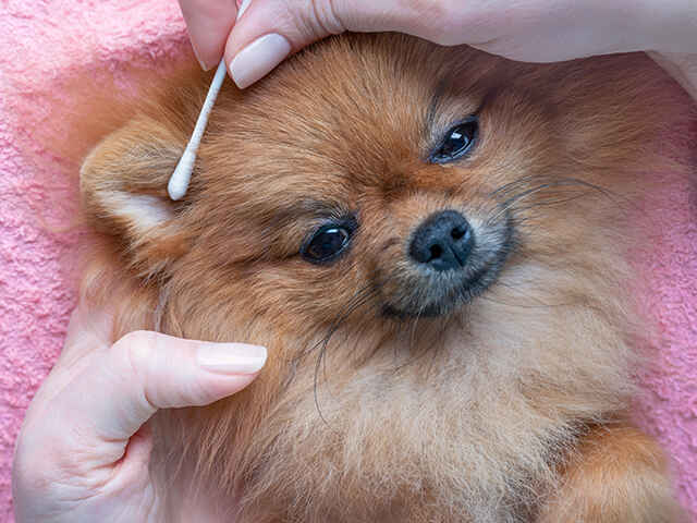 愛犬が耳掃除を嫌がる場合は？