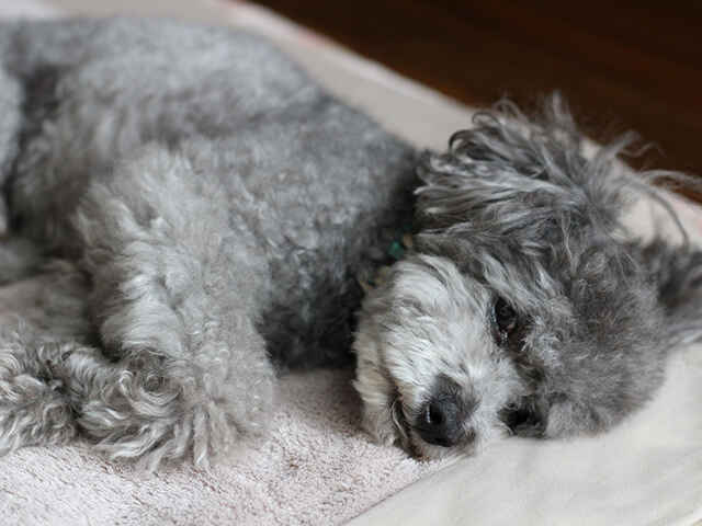 犬の認知症の進行を遅らせるために何が出来る？