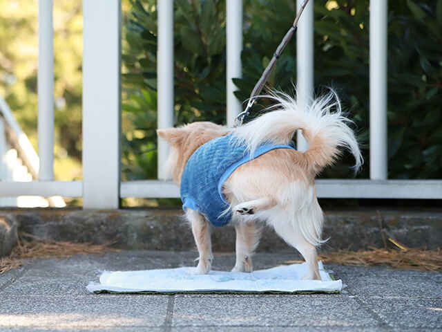 オス犬だけど足をあげておしっこをしない犬もいる？