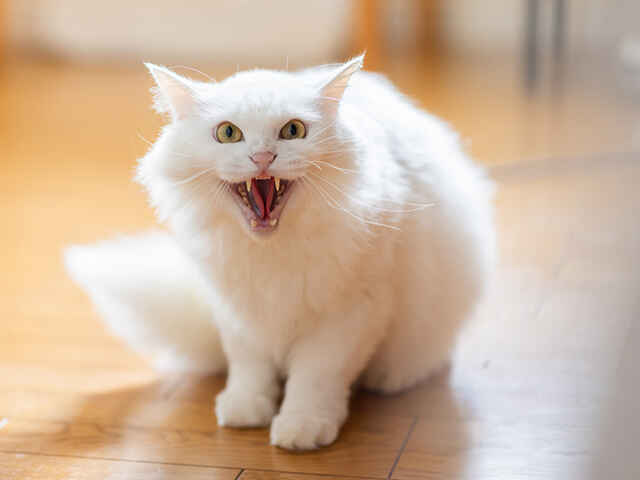 猫の反抗期どうしたらいいの？